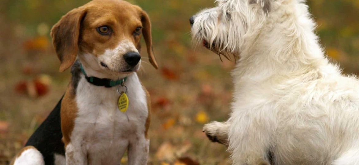 tri color beagle and west highland white terrier puppies playing on lawn grass