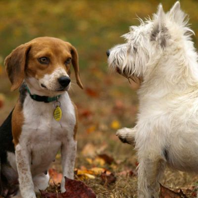 tri color beagle and west highland white terrier puppies playing on lawn grass
