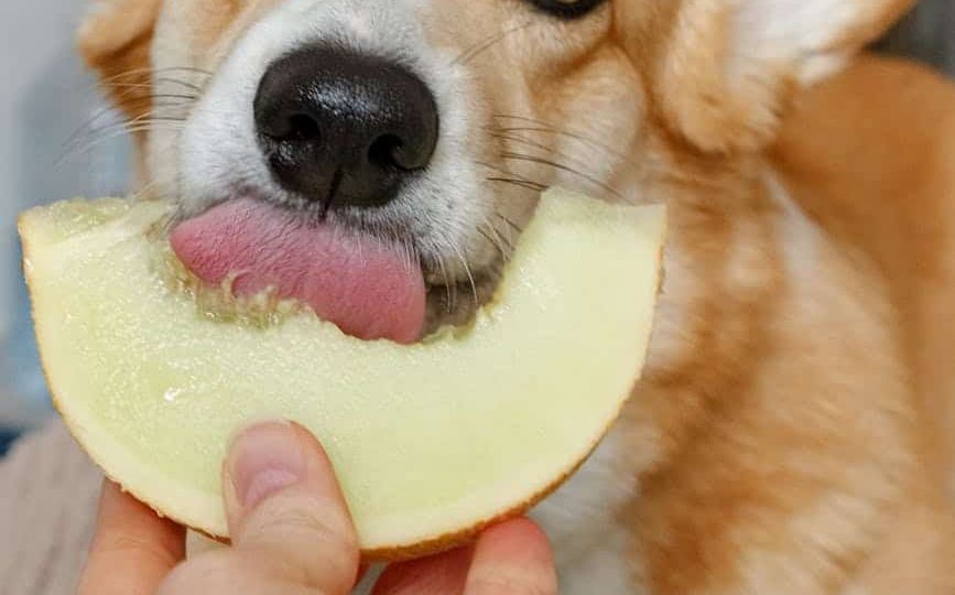 brown and white corgi eating melon