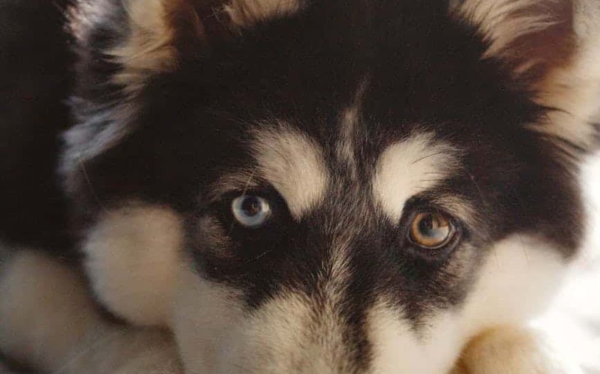 black and white siberian husky