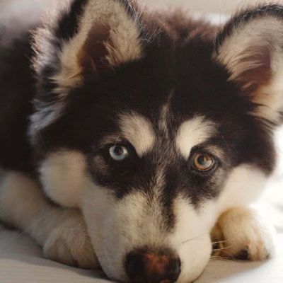 black and white siberian husky