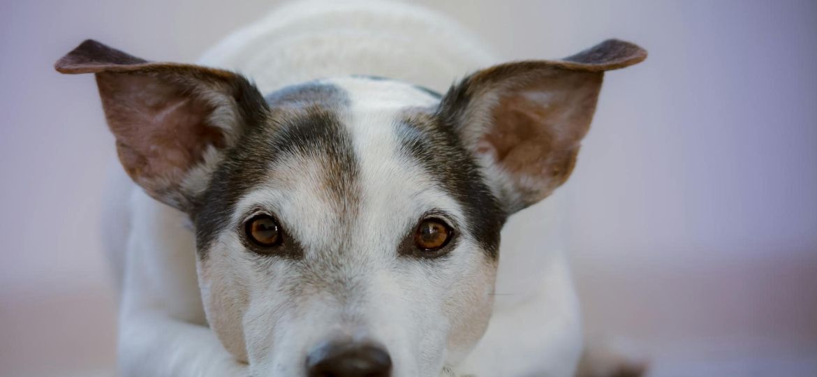 adult white and black jack russell terrier