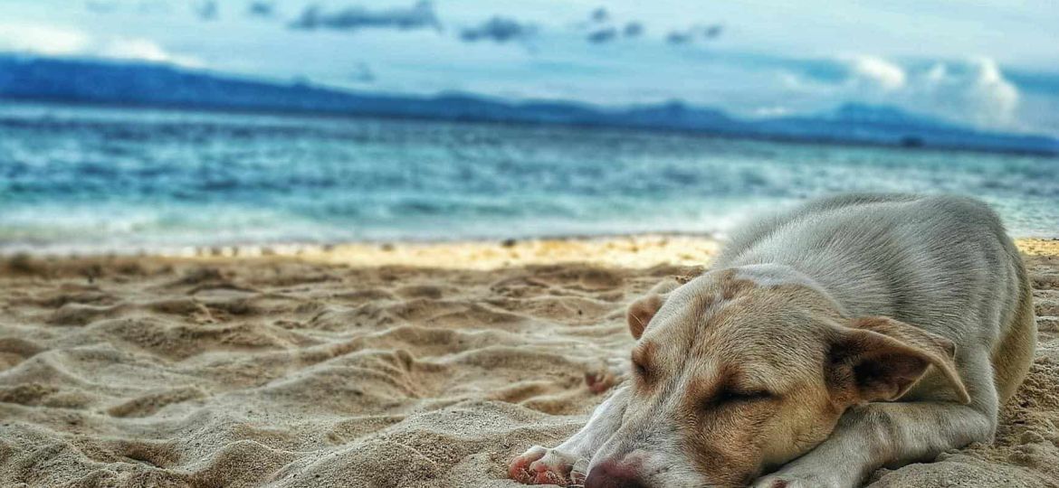 dark yellow labrador retriever lying on the sea shore
