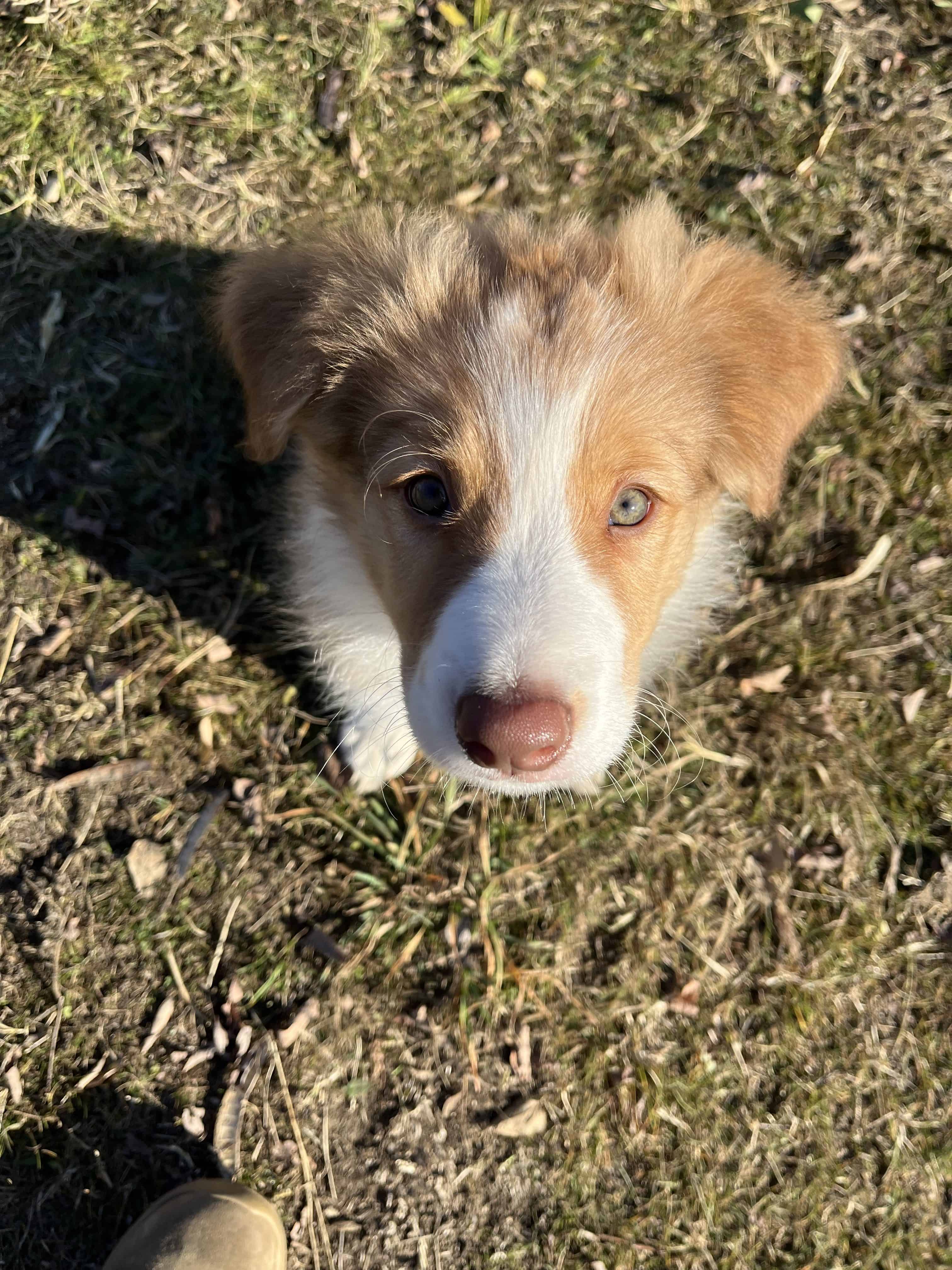 Train it before u need it avagy mikor kezd tanítani kölyökkutyádat?