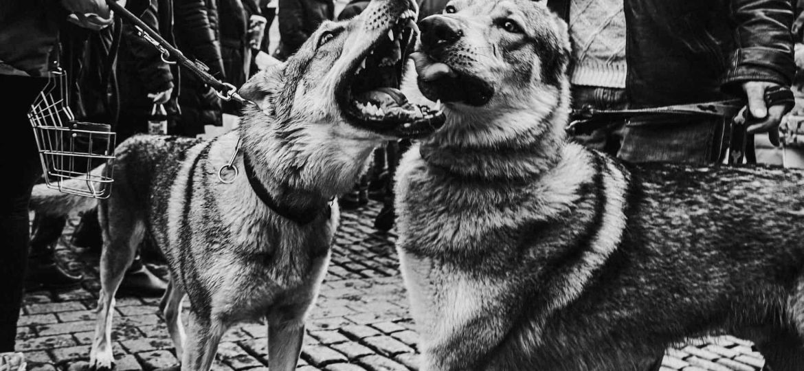 grayscale photo of dogs fighting