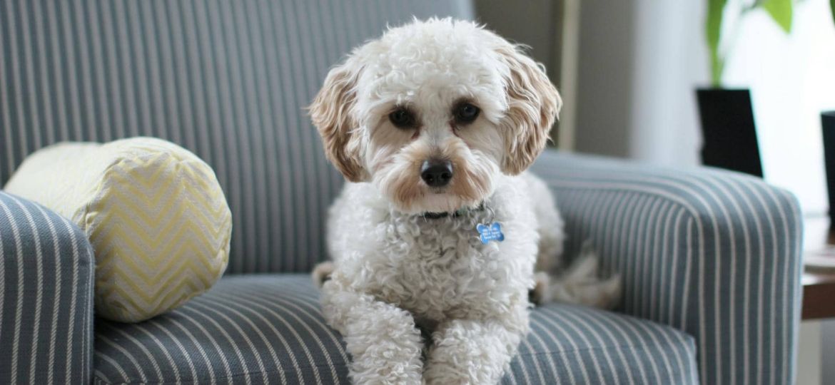 white shih tzu puppy on fabric sofa chair