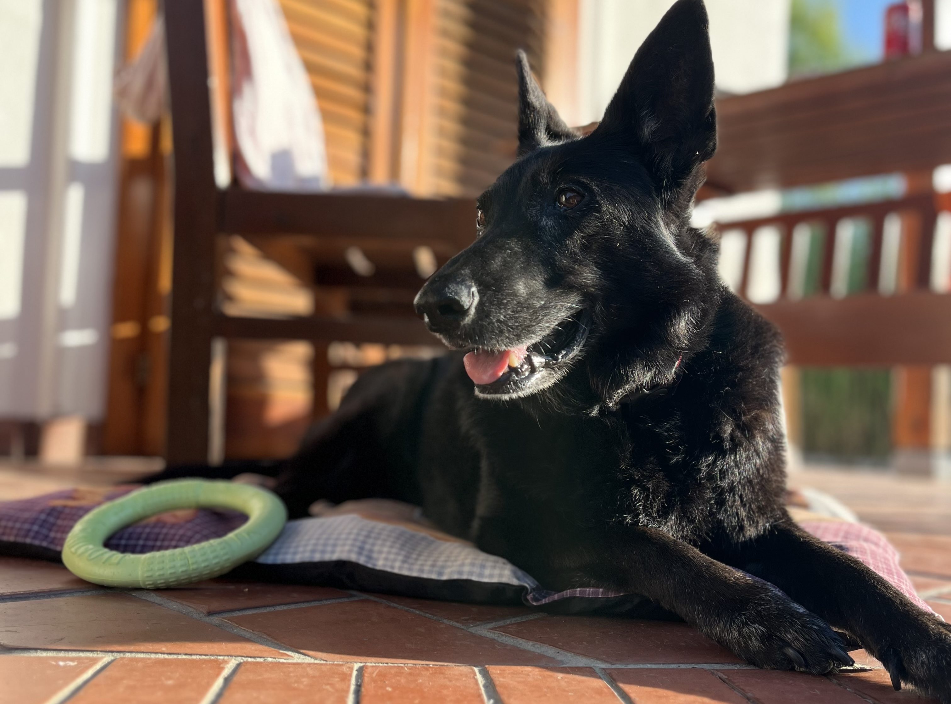 Hogyan neveljünk Boldog kutyát?