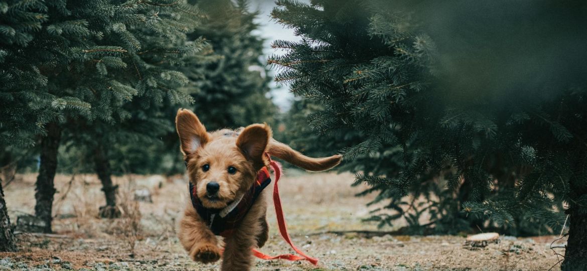 goldendoodle running near trees
